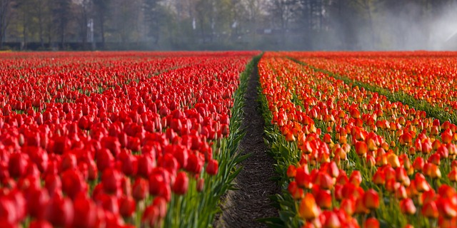 tulips-21690_640